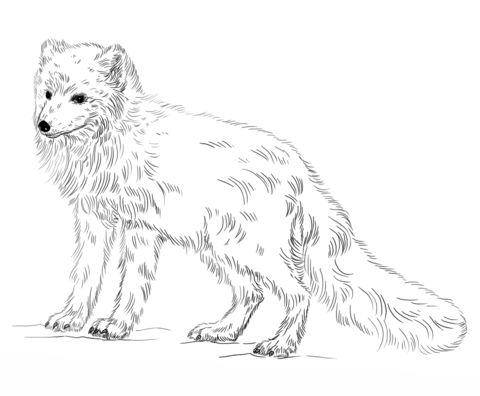 Arctic Fox Coloring Page